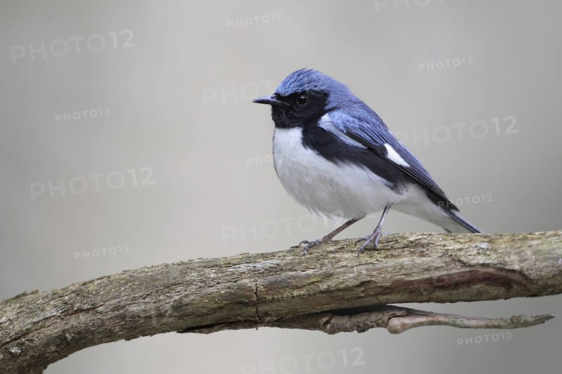 Black-throated Blue Warbler (Setophaga caerulescens), West Virginia, USA