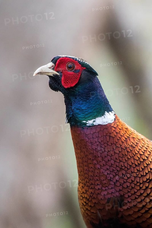 Common Pheasant (Phasianus colchicus) male, Romania