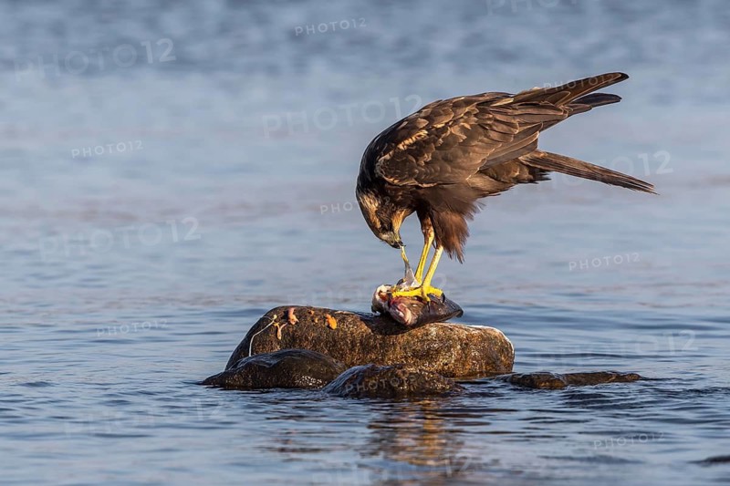 Western Marsh Harrier (Circus aeruginosus) female eating fish, Mecklenburg-Western Pomerania