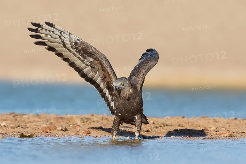 European Honey Buzzard (Pernis apivorus), Eilat, Israel