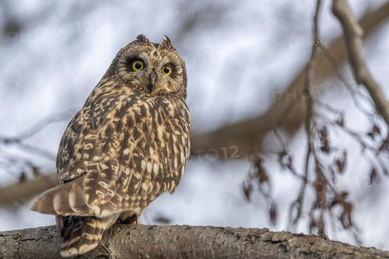 Short-billed Owl (Asio flameus) sitting on a branch. Bas Rhin, Alsace, France
