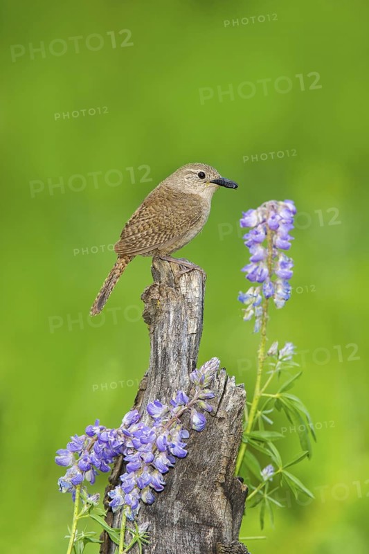 House Wren Troglodytes aedon east of Beaver, Utah, United States 4 July Adult with moth pupa to feed young. Troglodytidae
