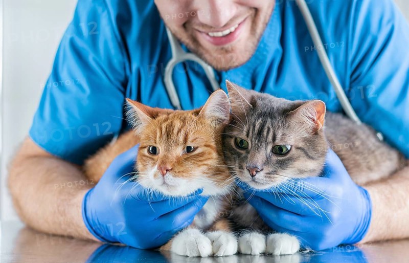 Image of a smiling veterinarian embracing two cats lying on the table. Veterinary medicine concept.