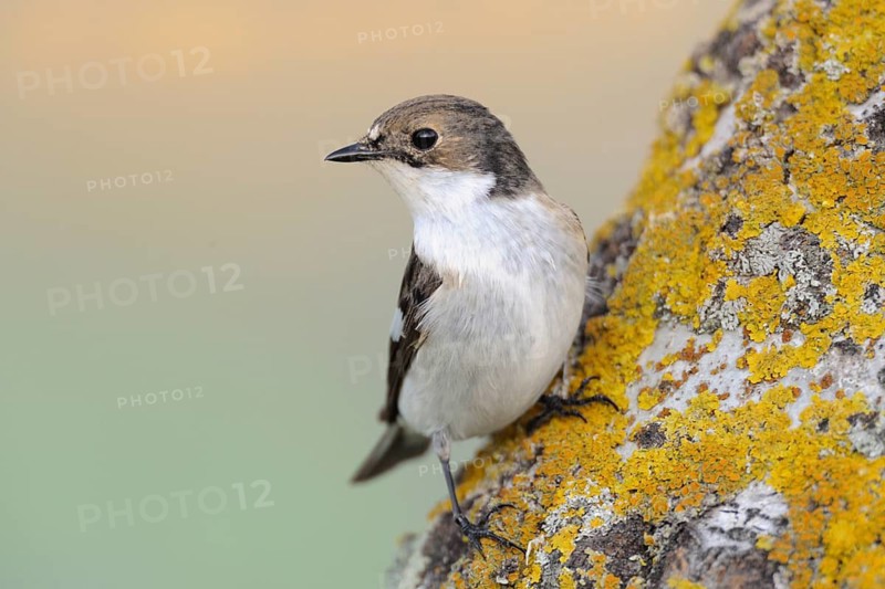 European Pied Flycatcher (Ficedula hypoleuca) male, Lake Neusiedl, Austria