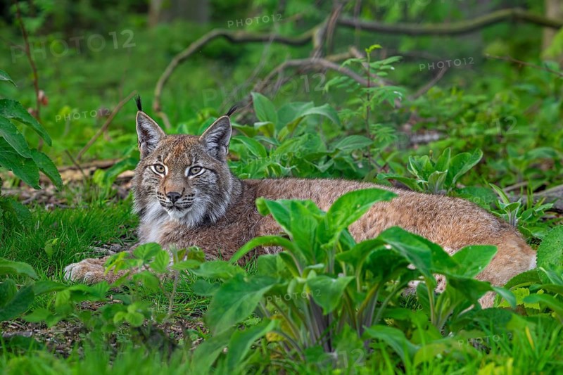 Eurasian lynx (Lynx lynx) resting in undergrowth of forest