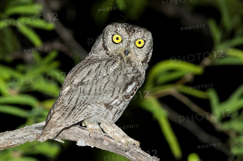 Western Screech-Owl Megascops kennikottii Tucson, Pima County, Arizona, United States 13 April Adult Strigidae