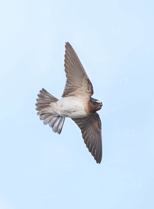 American Cliff Swallow (Petrochelidon pyrrhonota) flying, British Columbia, Canada
