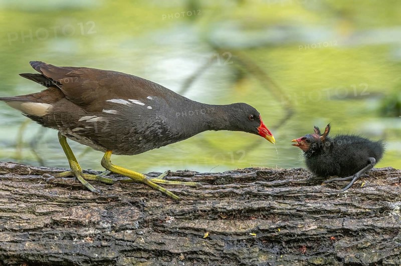 A common moorhen (Gallinula chloropus) provides food for its two-week-old young owl. Bas rhin, Alsace, grand est, France