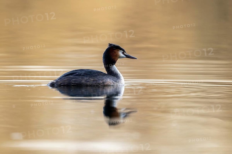 Great Crested Grebe (Podiceps Scalloped ribbonfish), Vulkaneifel, Rhineland-Palatinate, Germany