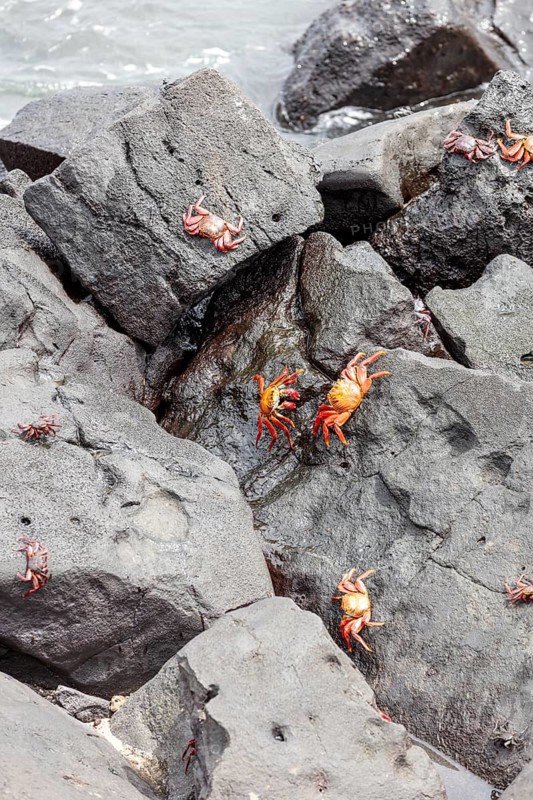 Red rock crab (Grapsus grapsus), San Cristobal, Galapagos, Ecuador