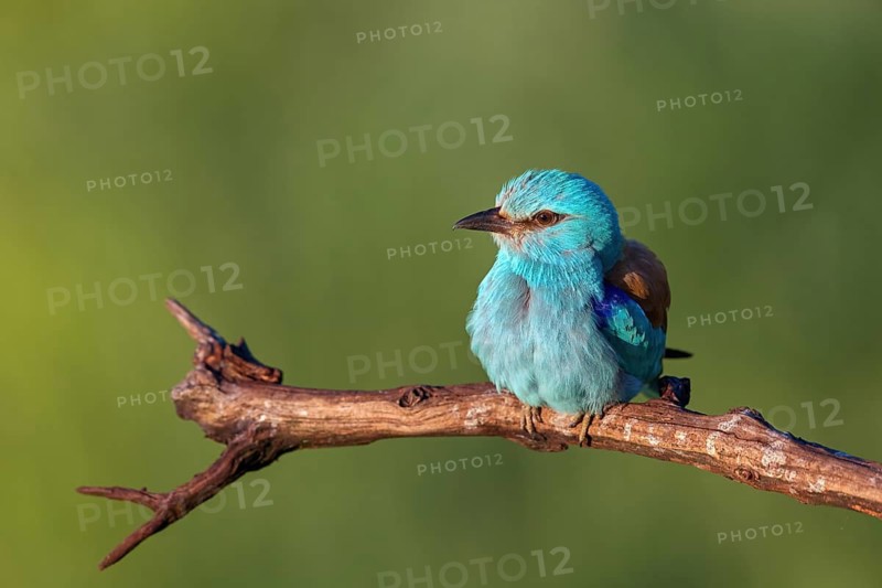 European roller (Coracias garrulus), on perch, Tower Hide, Tiszaalpár, Kiskunsági National Park, Bács-Kiskun, Hungary