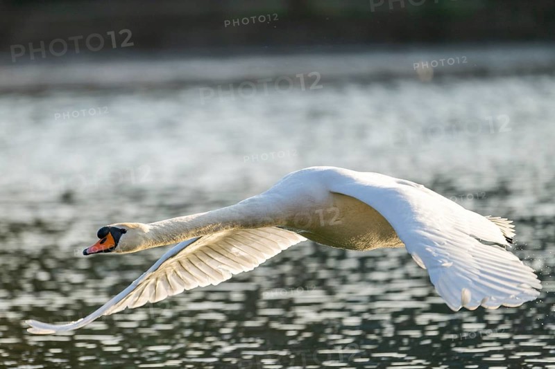 Mute swan (Cygnus olor) starting from the water, flying over a lake, Bavaria, Germany