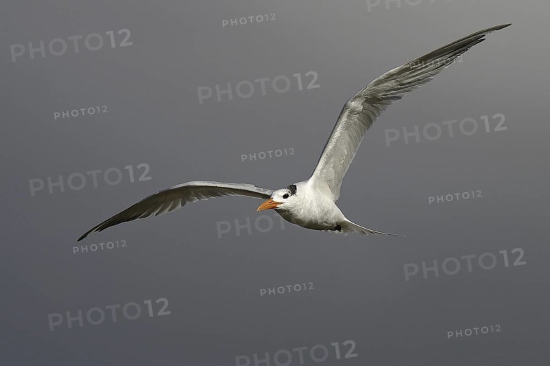 Royal Tern (Thalasseus maximus), California, USA