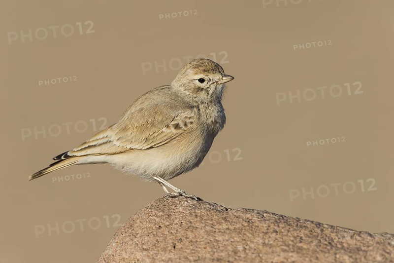 Bar-tailed Lark (Ammomanes cinctura), Eilat, Israel