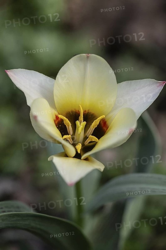 Tulip blossom (Tulipa), Emsland, Lower Saxony, Germany