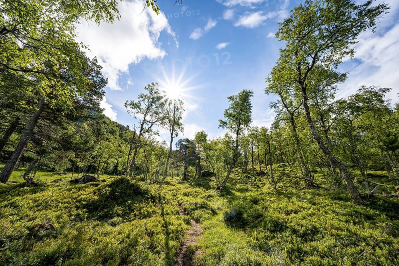 Sun shines through trees, forest with birches, Innerdalen, Hochtal, Sunndal, Møre og Romsdal, Vestlandet, Norway