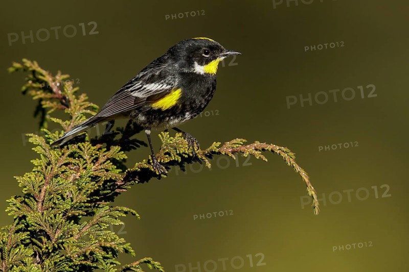 Goldman's Warbler (Setophaga coronata goldmani) perched on a branch in Guatemala in Central America