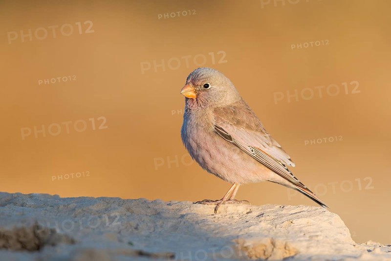 Trumpeter Finch (Bucanetes githagineus) male, Eilat, Israel
