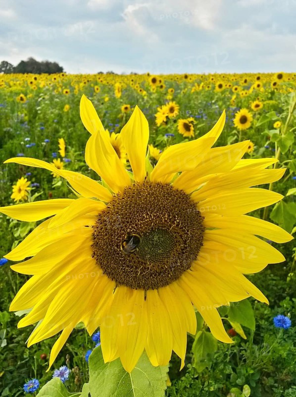 Blühendes Sonnenblumenfeld mit Kornblumen und Wildkräutern, Hessen, Deutschland