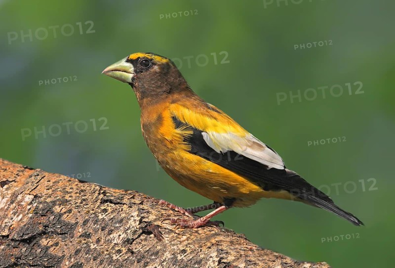 Evening Grosbeak (Hesperiphona vespertina), Saskatchewan, Canada