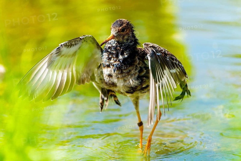 Bird with spread wings in the water in a lively sunny environment, Redshank, (Tringa totanus), France