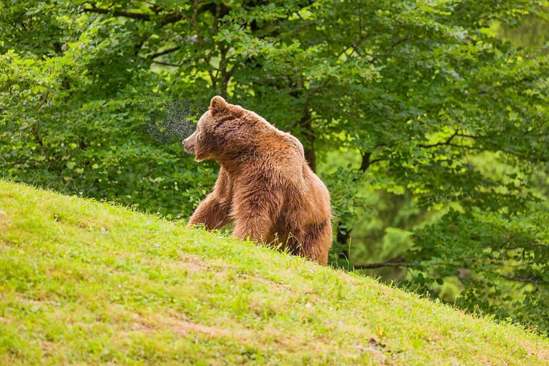 An adult female brown bear (Ursus arctos arctos) walks up a hill on a green meadow