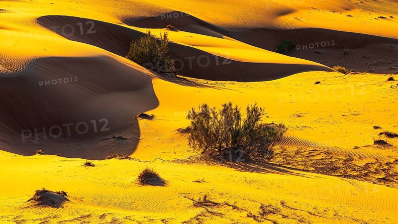 Wind-sculpted sand dunes with green vegetation, at sunrise in the Rub al Khali desert, Dhofar province, Arabian Peninsula, Sultanate of Oman