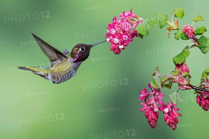 Anna's Hummingbird (Calypte anna) flying while feeding at a flower near Victoria, BC