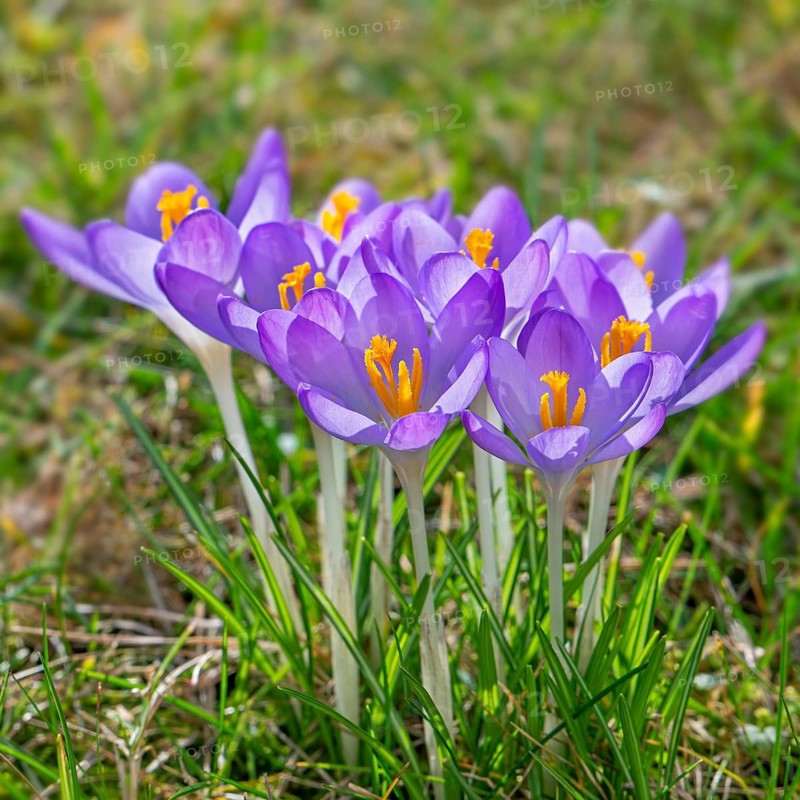 Woodland crocuses / early crocus / Tommasini's crocuses / tommies (Crocus tommasinianus) in flower in garden in winter