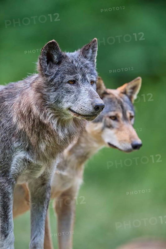 Timber Wolf (Canis lupus), two adult, captive, Germany