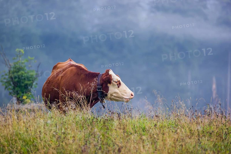 A Holstein Friesian cow stands grazing on a meadow with trees on a foggy day. Eng Valley, Austria