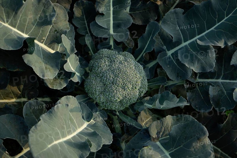 Close-up of a vibrant green broccoli head nestled among its leaves. A healthy, fresh vegetable