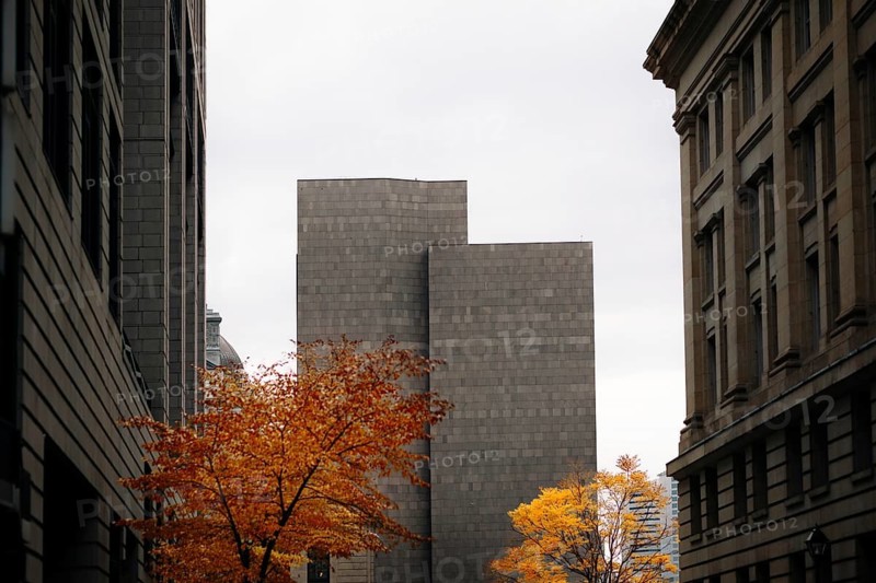 A stunning view of autumn foliage in downtown Montreal, framed by modern architecture. The vibrant orange and yellow leaves contrast beautifully with the gray buildings