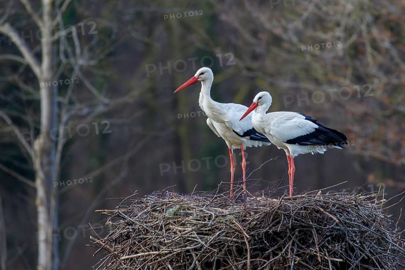 White Stork (Ciconia ciconia) pair on nest, North Rhine-Westphalia, Germany
