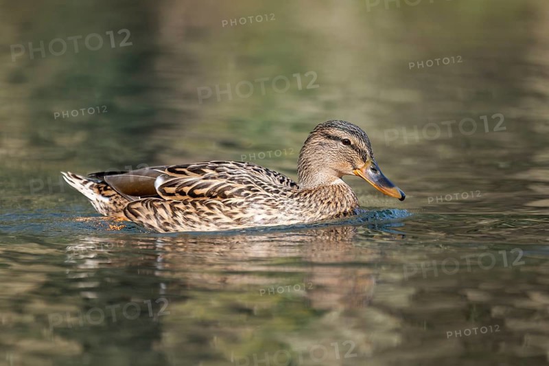Mallard (Anas platyrhynchos) female on a lake, Bavaria, Germany