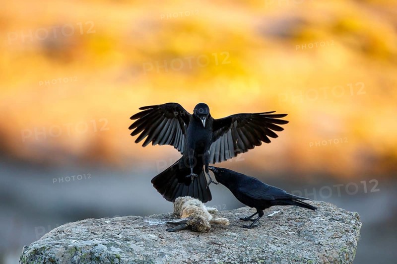 Carrion Crow (Corvus corone), Castile and Leon, Spain