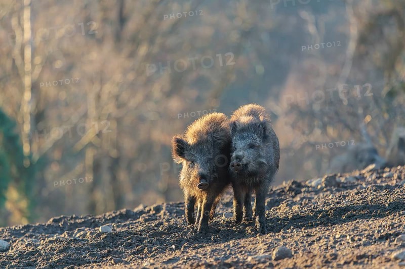 Two young wild boars (Sus scrofa) play fighting and dominance on a frozen field on a sunny day. A forest can be seen in the background