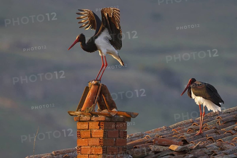 Black Stork (Ciconia nigra), Greece