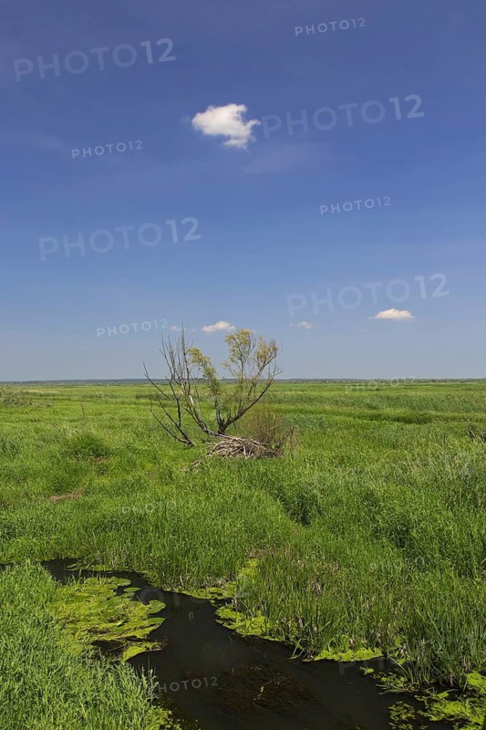 Uj? cie Warty National Park, Warta River-Mouth National Park, Lubusz Voivodeship, Lubusz Province, Poland