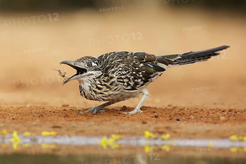 Greater Roadrunner (Geococcyx californianus) eating insect, Texas, USA