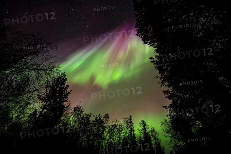 Intense Northern Lights (Aurora borealis) Corona, above trees, Gällivare, Norrbotten, Lapland, Sweden, September 2023