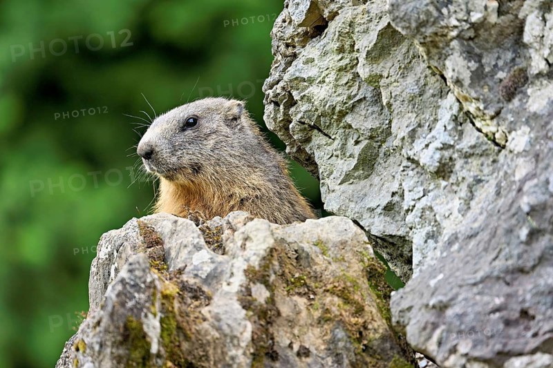 Alpine marmot (Marmota marmota), lying on rocks, Switzerland
