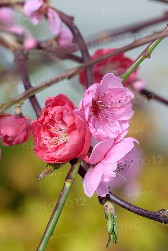 Hanging ornamental peach (Prunus persica 'Melred Weeping'), BayWa, Federal Republic of Germany