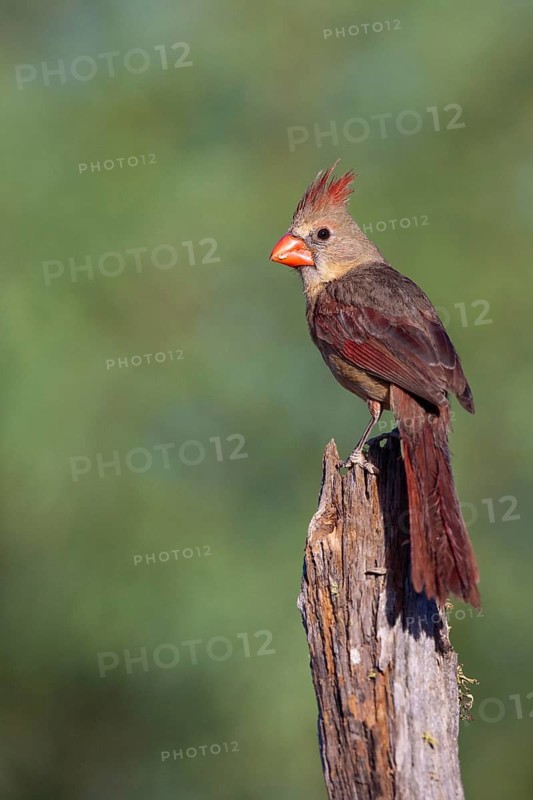 Northern Cardinal Cardinalis cardinalis Amado, Santa Cruz County, ARIZONA, United States 3 June Adult Female Cardinalidae