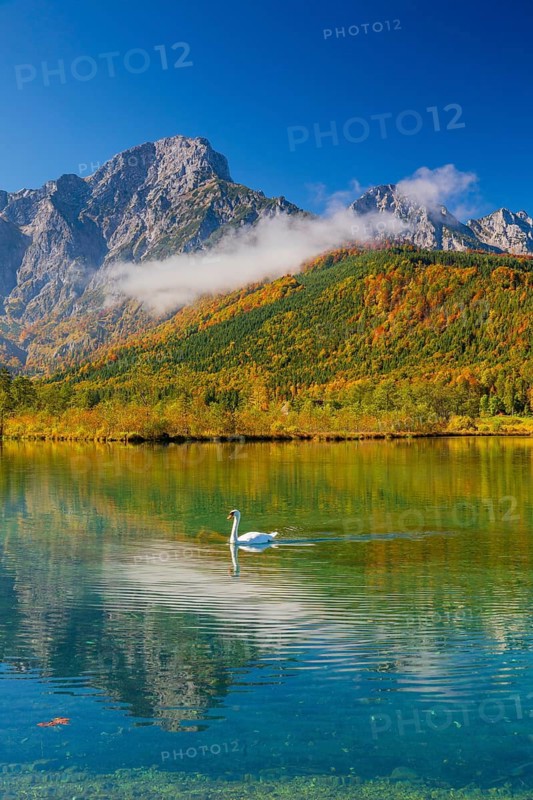 Lake Almsee in autumn with a forest reflected in the lake. A slowly dissipating fog moves over the lake. Blue sky with no clouds