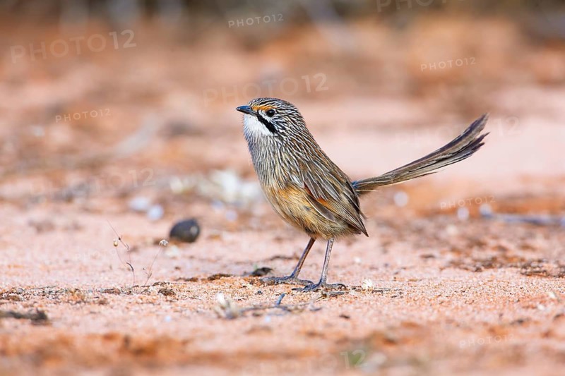 Striated Grasswren (Amytornis striatus striatus) perched on the ground, Victoria, Australia