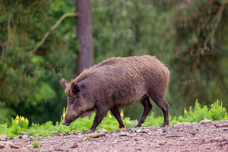 An adult male wild boar or wild pig (Sus scrofa), runs across a clearing