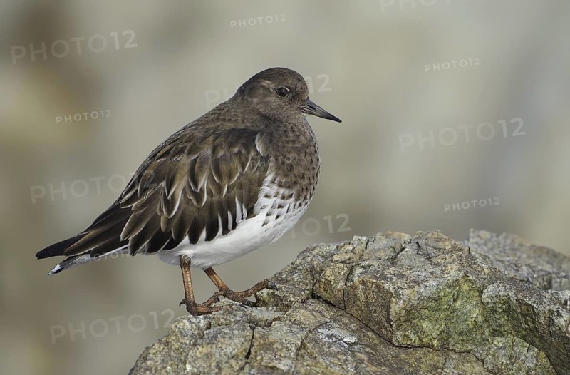 Black Turnstone (Arenaria melanocephala), British Columbia, Canada