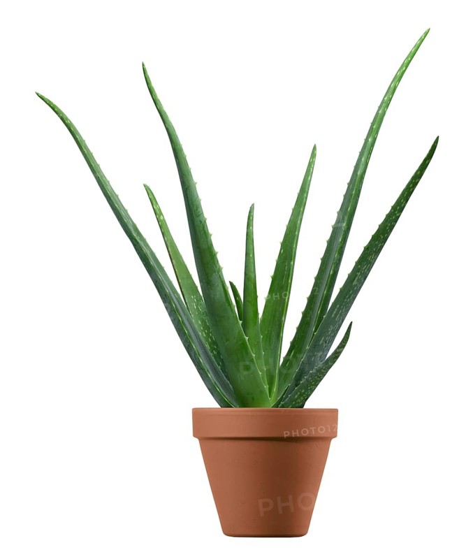 Aloe, real aloe (Aloe vera) in a planter against a white background, studio photo