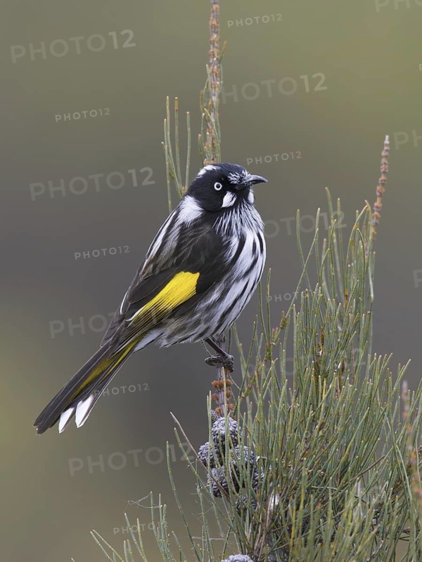 New Holland Honeyeater (Phylidonyris novaehollandiae), Victoria, Australia